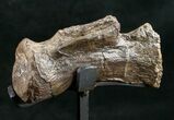 Diplodocus Caudal Vertebra On Stand - Wyoming #10154-1